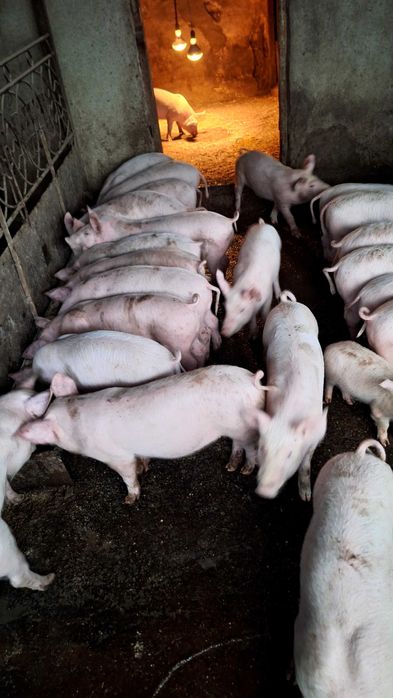 Продавам Малки прасенца