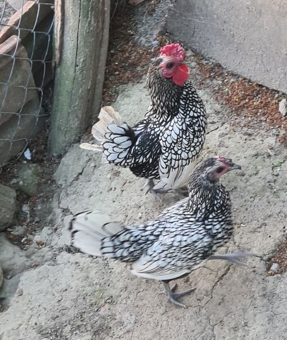 Ouă de gaini sebright