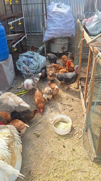 Продам домашних кур несуться все