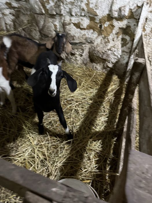 Нубийская коза молочная