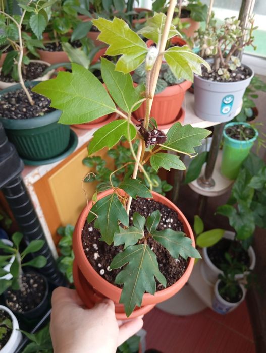 Продам комнатные растения