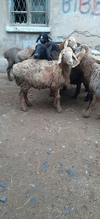 Койлар сатылады.