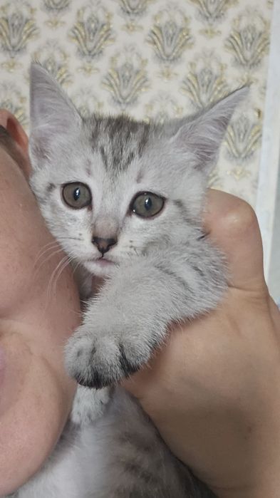 Котята ищат хозяев
