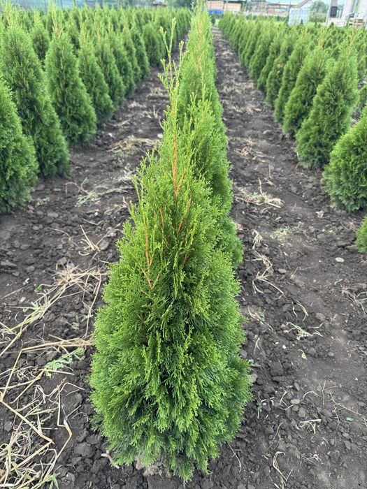 Vand tuia smaragd aclimatizat