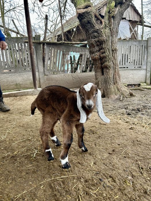 Tap rasa anglo nubiana original