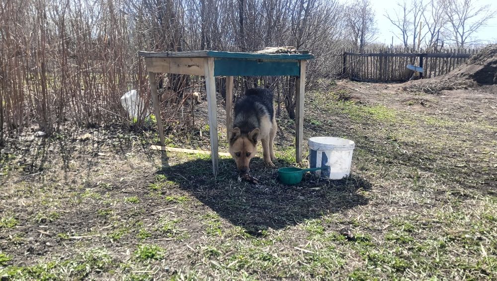 Отдам собачку девочку