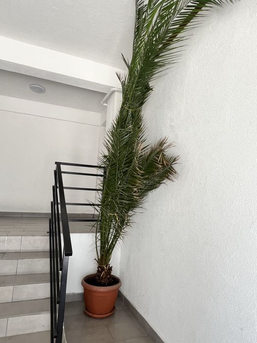 Vand palmier ornamental
