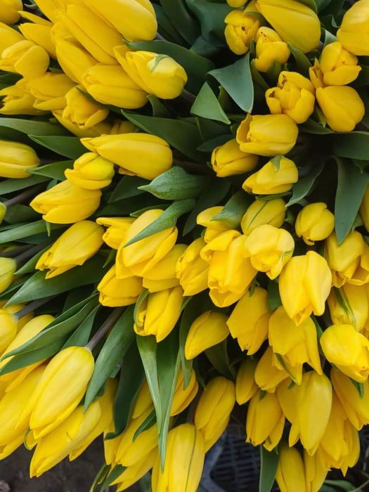 Тюльпаны только оптом