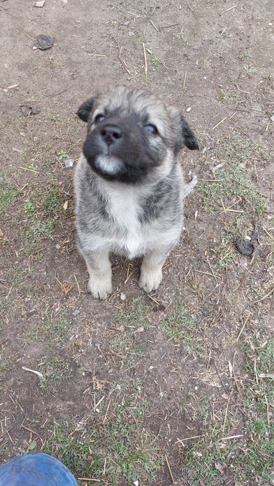 Отдам щенят  в добрые руки