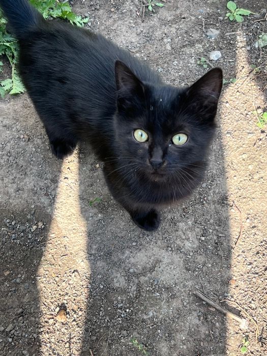 Котята бесплатно