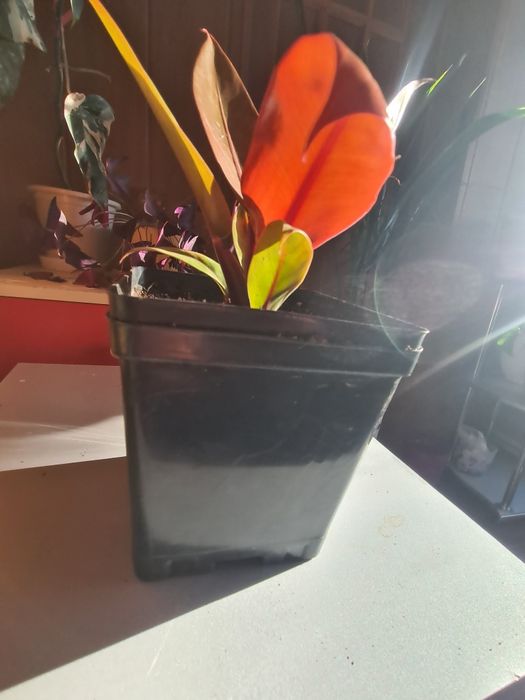 Продам  Филадендрон