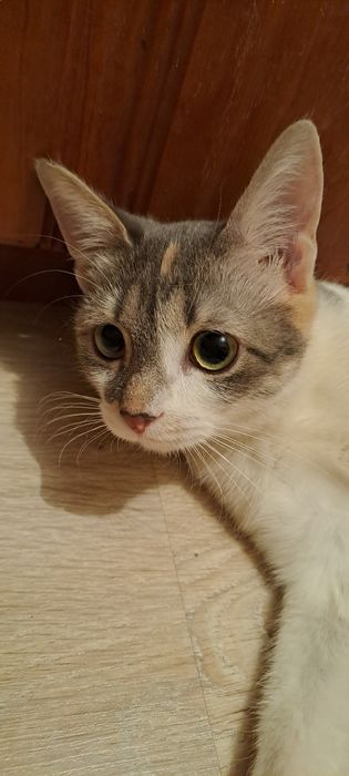 Кошка дворовая, девочка