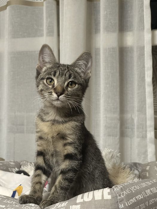 Котенок ищет дом