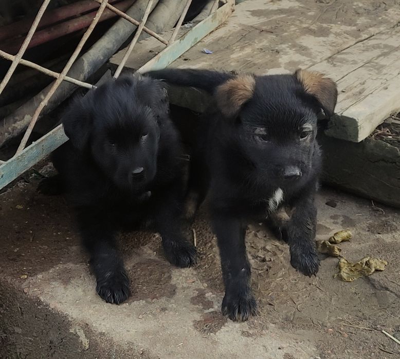 Отдам щенков в хорошие руки