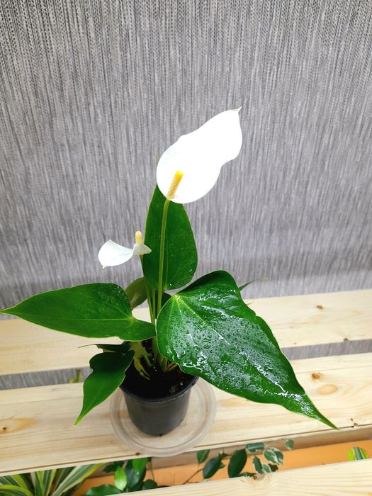 Продам Антуриум Адрианум