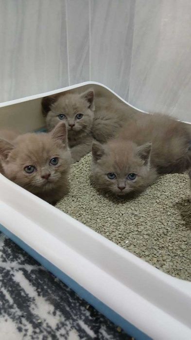 Элитные котята от чистокровных родителей!!!