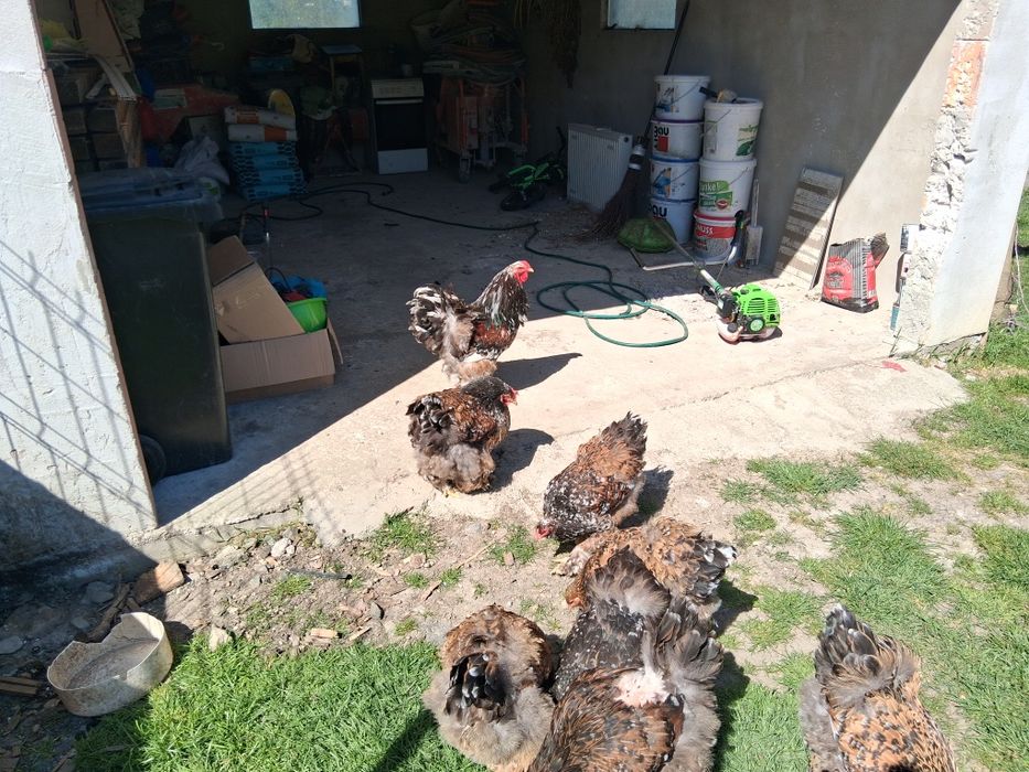 De vânzare găini brahma