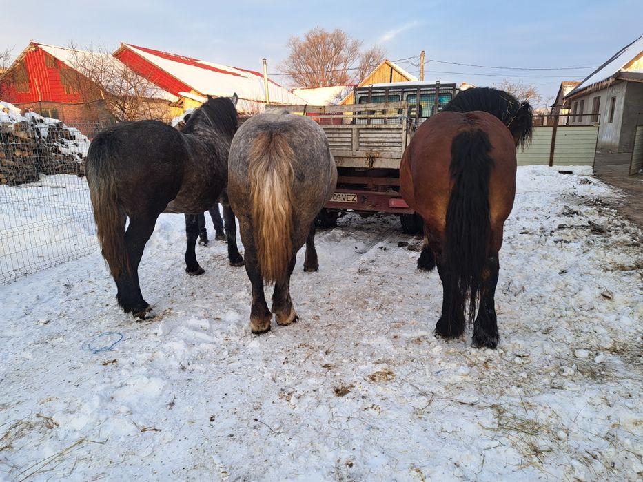 Vand 3 iepe gestante toate 3