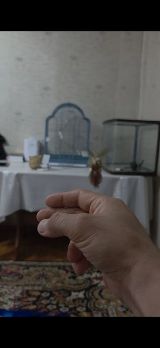 Продам ручных перура говорящий