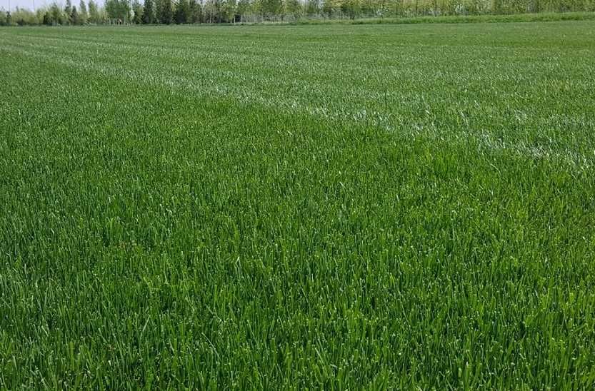 Gazon Rulou pentru Curte si Gradina - Montaj Complet