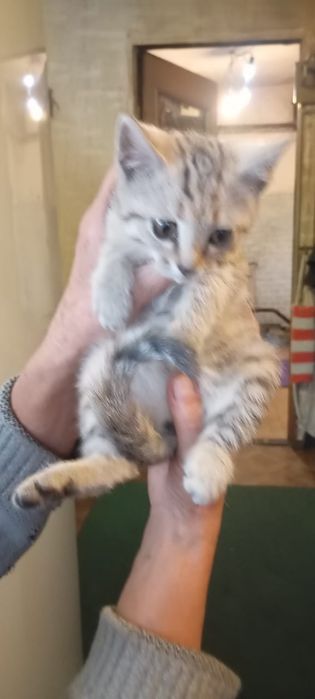 Бездомная кошечка ищет дом