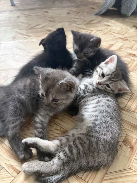 Котики в добрые руки