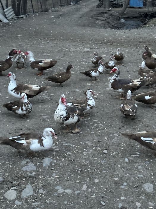 Продаются утки.