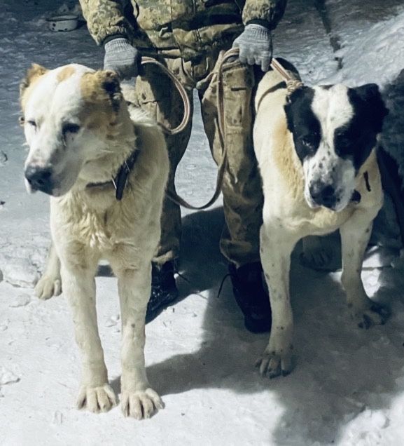 Пррдлооаеться кабель САО