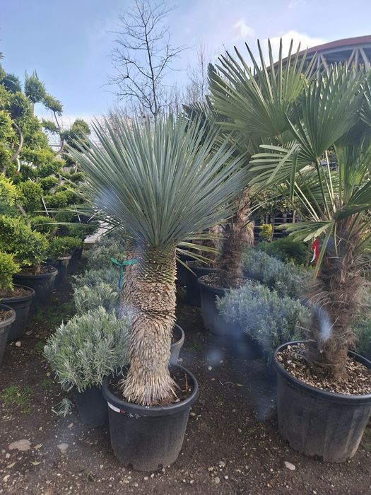 Palmieri yucca tulpina