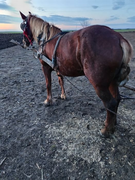 Vand iapă bună de căruță fără defecte mai multe detalii la Nr de telef