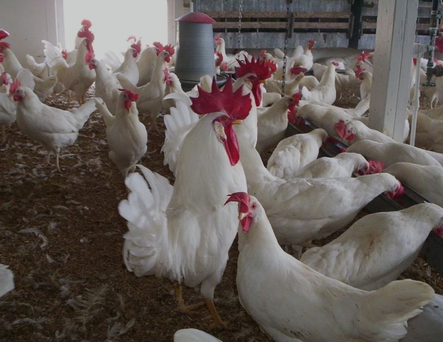 Куры Итальянские несушки