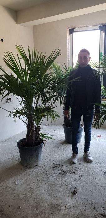 Palmierii rezistenți la îngheț toate dimensiunile