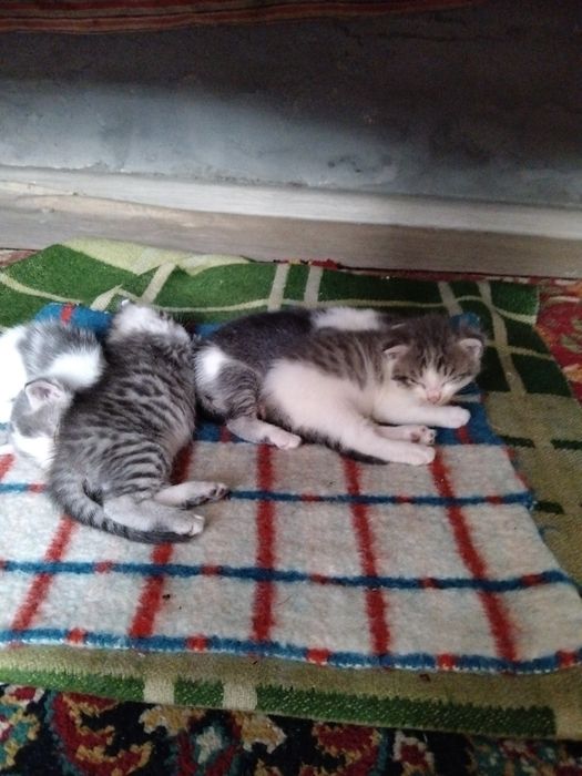 Отдам прехорошеньких котят