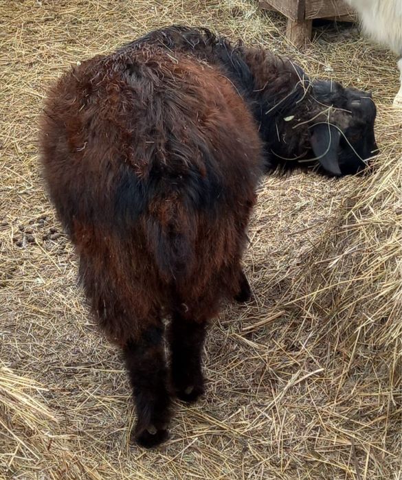 Теке ауыстырамын