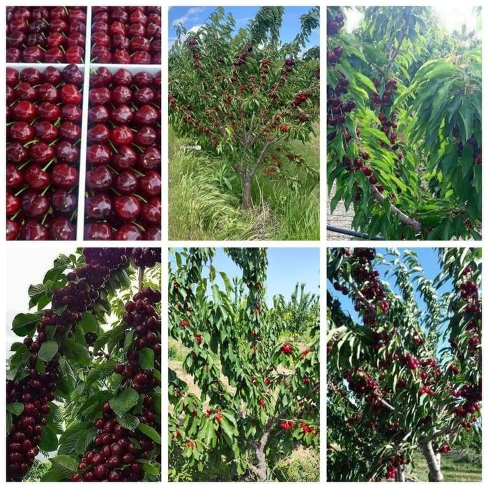 Тоза интинсиб ва полкарлик кучатлар