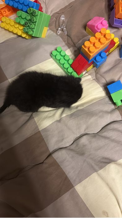 Отдам котенка в добрые руки
