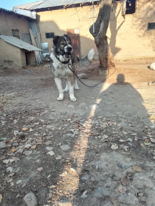 Ит сатылым да бағасы 40 мың