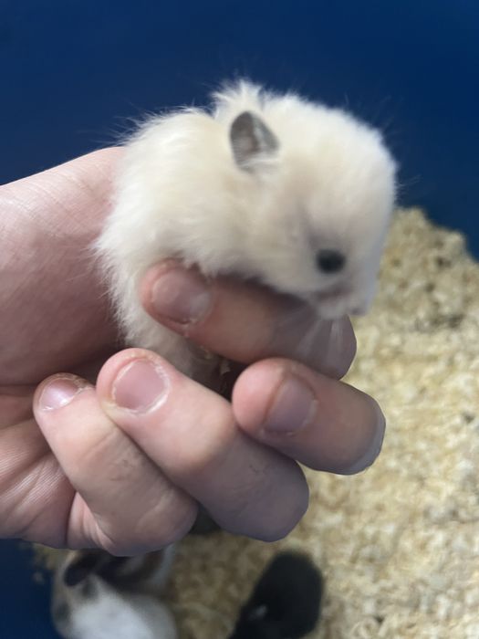 Хомячки(ручные ,домашние)