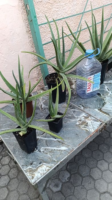 Продам Алоэ Вера