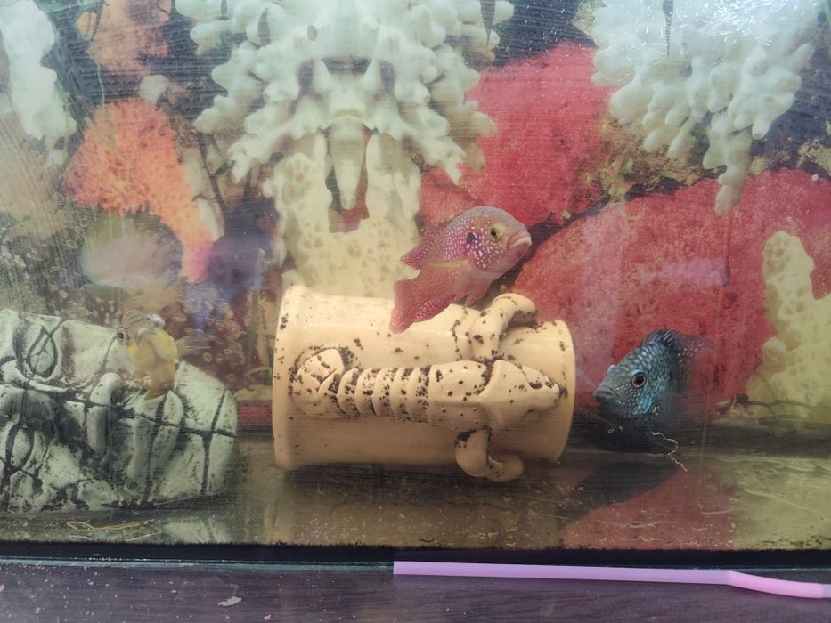 Продам аквариум с рыбками