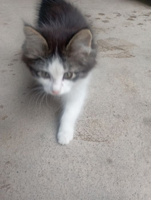 Мушук текинга,яхши инсонлага берилади