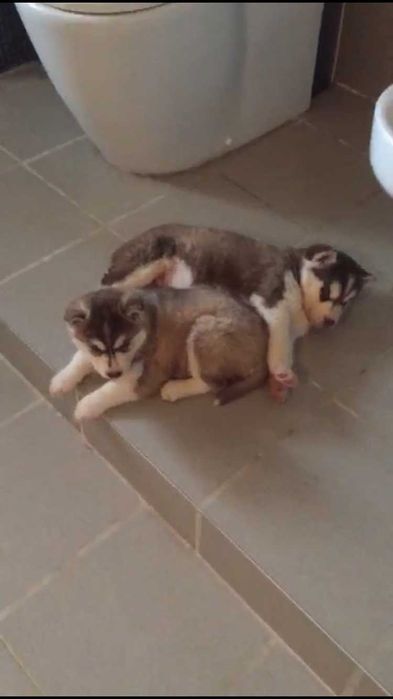 Шоколадный голубоглазый мальчик хаски