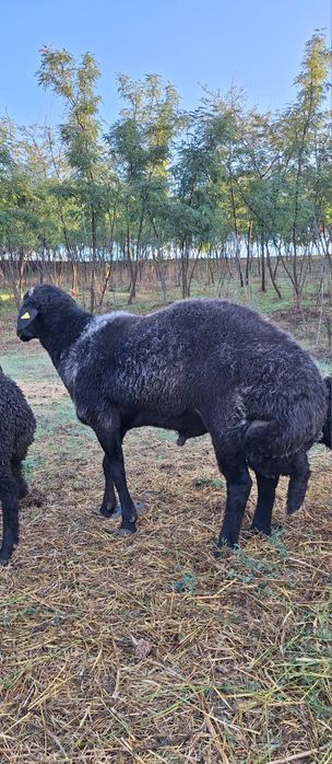 Berbeci Karakul de Botoșani
