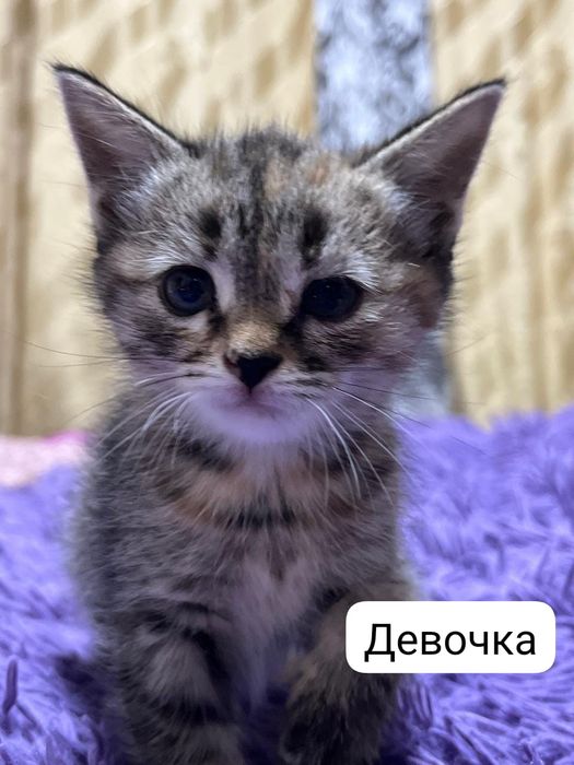 Отдам котят в хорошие руки