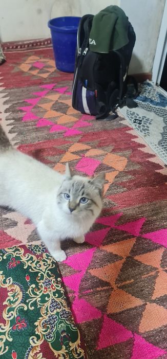 Скоттиш страйт колор пойнт