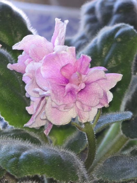 Фиалка. Комнатные растения. Цветы.