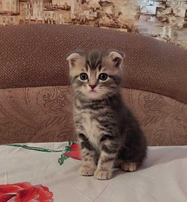 Продам вислоухих британских котят