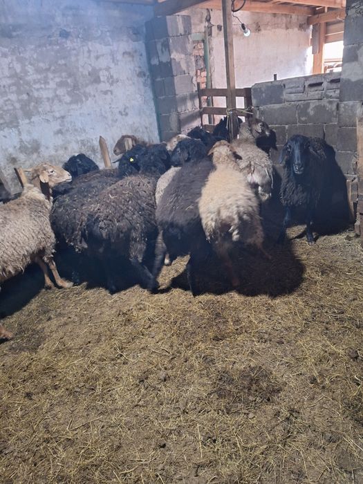 Жирные Бараны продажа в городе!