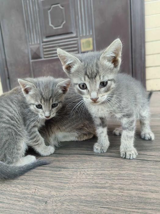 Отдам котят в добрые руки