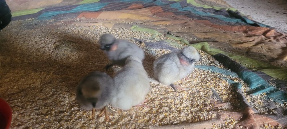 Ouă pentru incubat gaini moțate